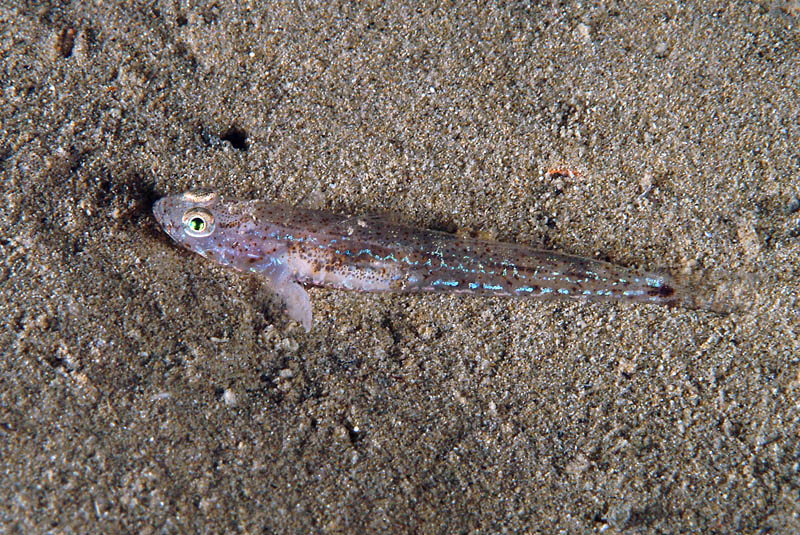 Piccolo gobide (Pomatoschistus sp.)